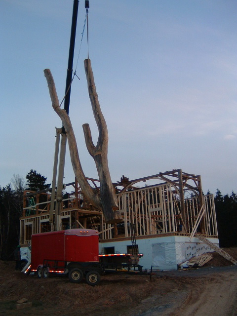 Tree being lifted by crane to be put in place